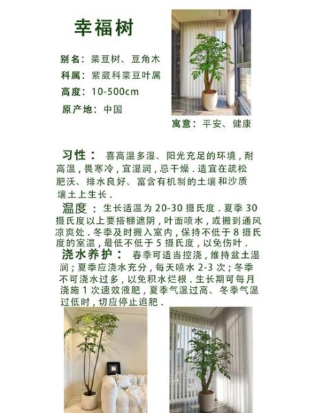 高大挺拔的树木有哪些_如何养护高大乔木