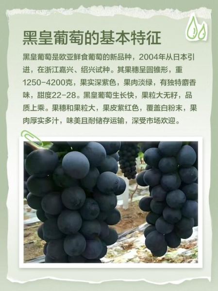 葡萄黑黝黝是什么品种_黑葡萄营养价值高吗