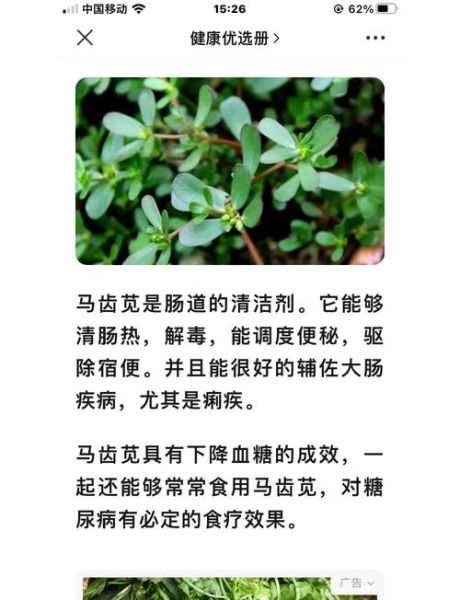 马齿苋怎么做好吃_马齿苋的功效与作用