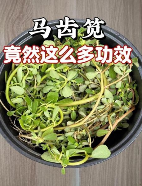 马齿苋怎么做好吃_马齿苋的功效与作用