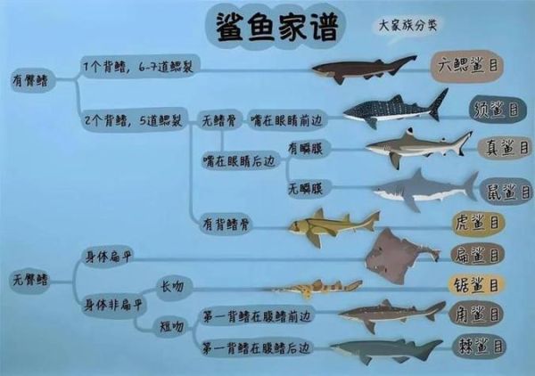 有鲨的词语有哪些_有鲨的词语怎么造句