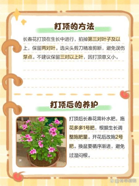 茂盛而繁密的植物怎么养_茂盛而繁密的绿植如何修剪