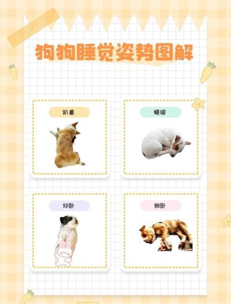 小狗睡觉为什么打鼾_小狗睡觉姿势代表什么