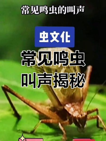 蝈蝈的叫声怎么形容_蝈蝈声音词语有哪些