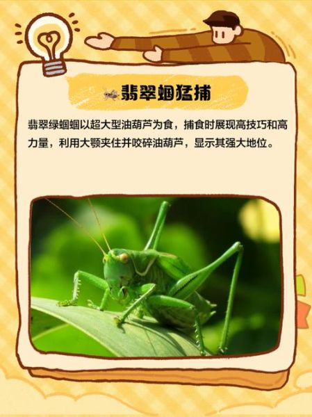 蝈蝈的叫声怎么形容_蝈蝈声音词语有哪些