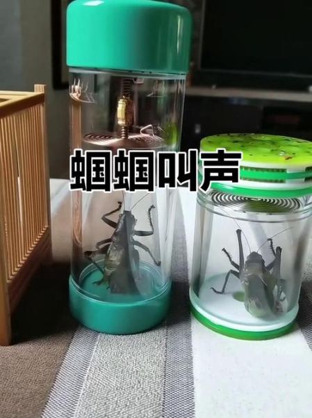 蝈蝈的叫声怎么形容_蝈蝈声音词语有哪些