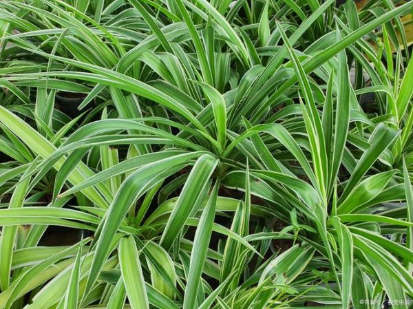 绿草是什么植物_绿草有哪些常见品种