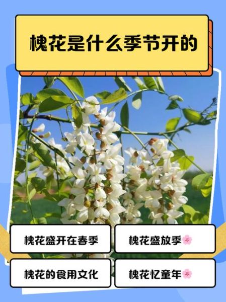 槐花什么时候开_槐花有哪些描写词语