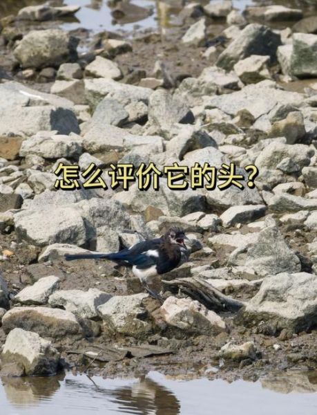 喜鹊报喜是真的吗_喜鹊叫吉凶时间表