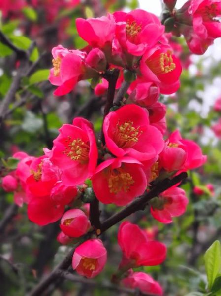 周园林植物有哪些_周园林适合种什么花