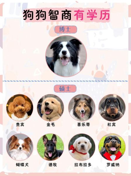 狗狗智商高的表现有哪些_如何判断狗狗聪明程度