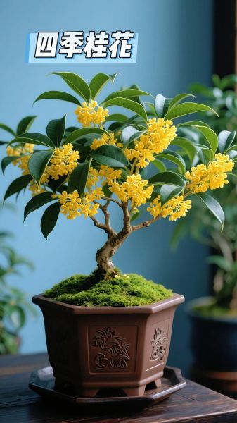 桂花香味能持续多久_桂花香味怎么保存