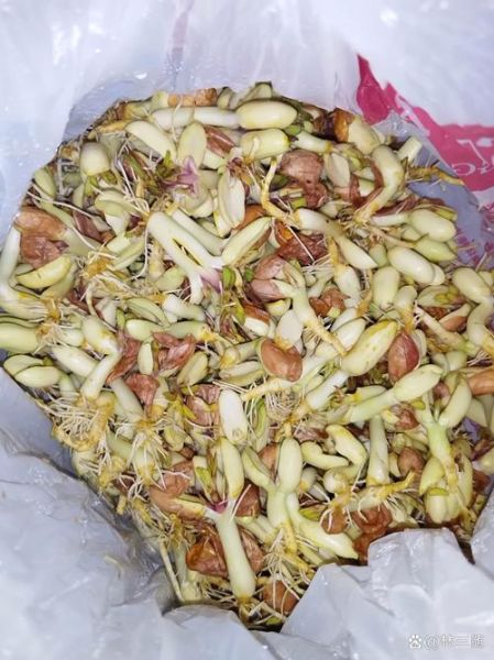 花生芽怎么发_花生芽的做法步骤
