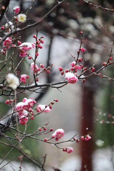 雪中梅花唯美词语有哪些_如何描写雪中梅花意境