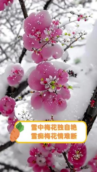 雪中梅花唯美词语有哪些_如何描写雪中梅花意境