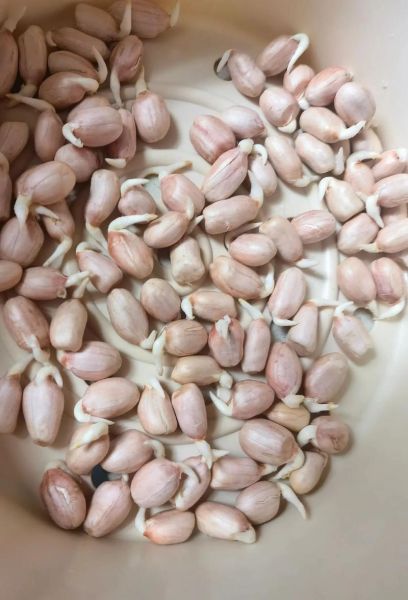 花生怎么保存时间长_花生发芽了还能吃吗