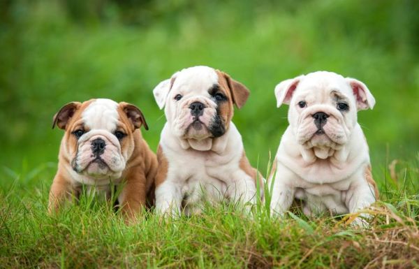 how_to_train_a_puppy_to_sit_best_dog_food_for_puppies