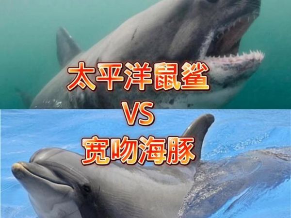 鲨鱼的天敌有哪些_鲨鱼和海豚谁更厉害