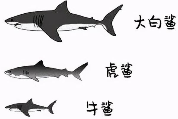 鲨鱼的天敌有哪些_鲨鱼和海豚谁更厉害