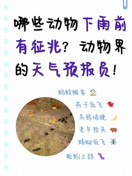 雨前天空有什么变化_下雨前动物行为有哪些