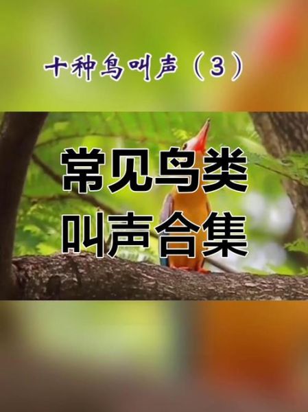 鸟叫悲哀词语有哪些_为什么鸟叫会听出悲伤