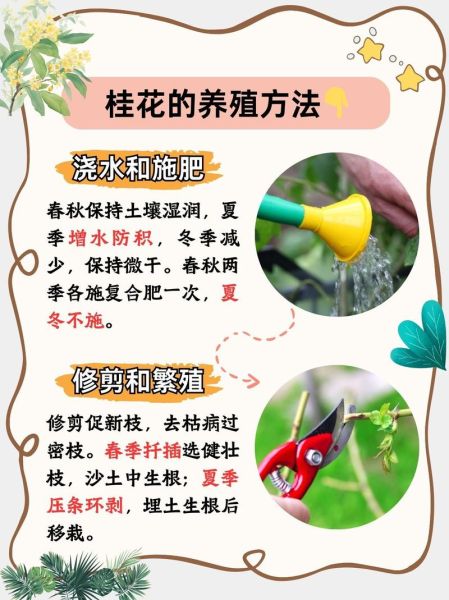 桂花怎么养_桂花树多久开花