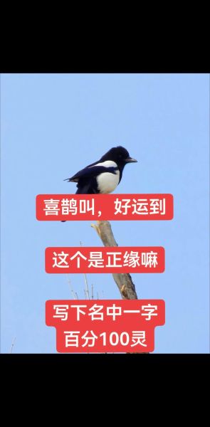 喜鹊报喜是真的吗_喜鹊叫声寓意解析