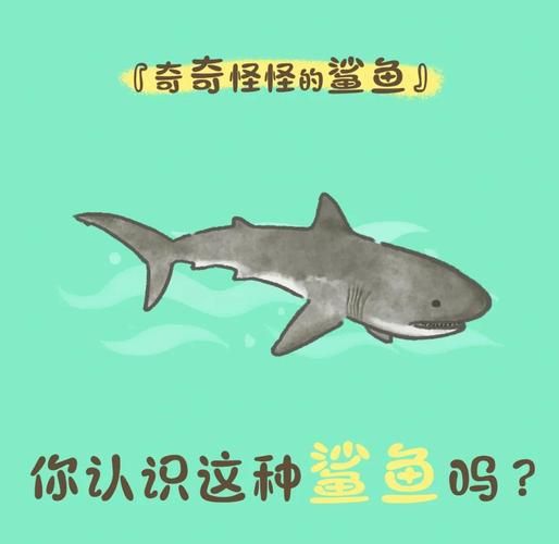 鲨鱼嘴巴为什么这么大_鲨鱼嘴巴结构特点