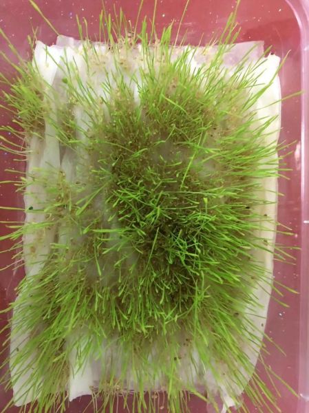 青草怎么种植_青草有哪些品种