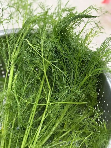 正宗茴香猪肉馅怎么调_茴香猪肉馅要不要焯水