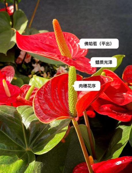 红掌花语是什么_红掌的寓意和象征