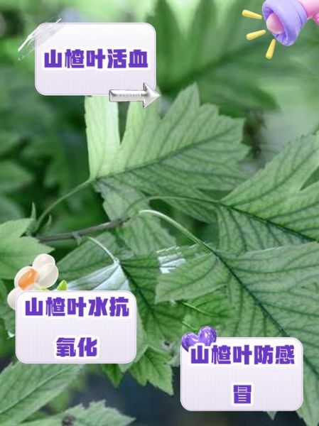山树叶有什么功效_山树叶可以泡茶吗