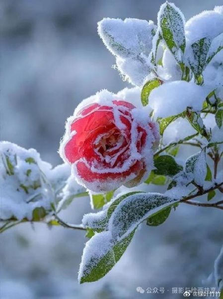 花在雪中怎么养_雪中花有哪些品种