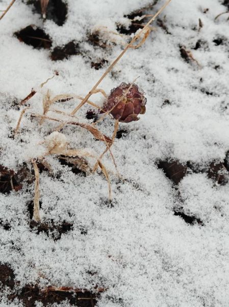 花在雪中怎么养_雪中花有哪些品种