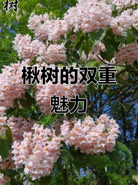 秋林适合种什么树_秋林树种选择技巧