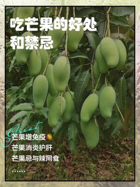 芒果形容词有哪些_芒果口感怎么形容