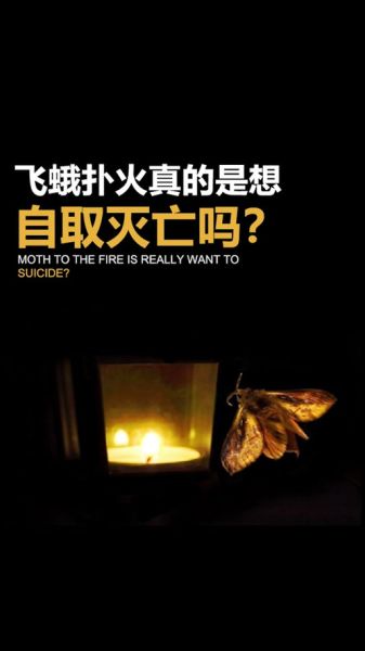 蜻蜓点水是什么意思_飞蛾扑火为什么自取灭亡