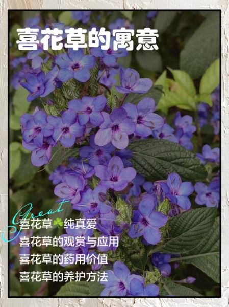 喜花有哪些寓意_喜花适合什么场合