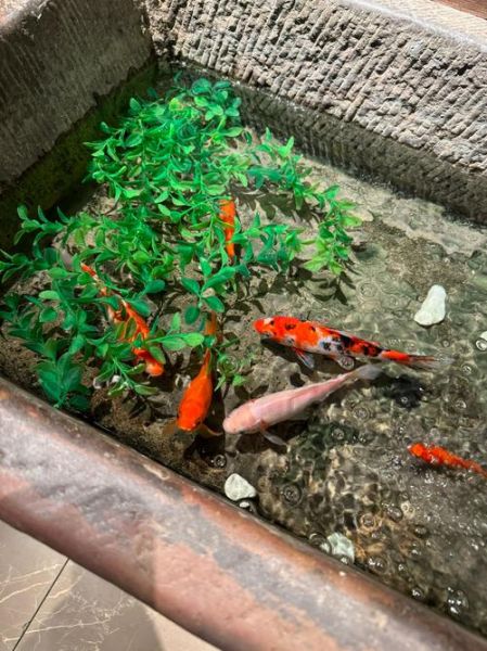 游弋是什么意思_游弋与徘徊区别