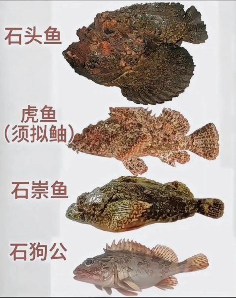 海里鱼有哪些常见种类_海里鱼怎么挑选新鲜