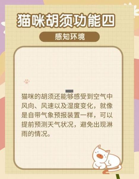 猫咪脸部结构图解_猫胡须有什么作用