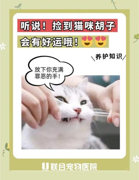 猫咪脸部结构图解_猫胡须有什么作用