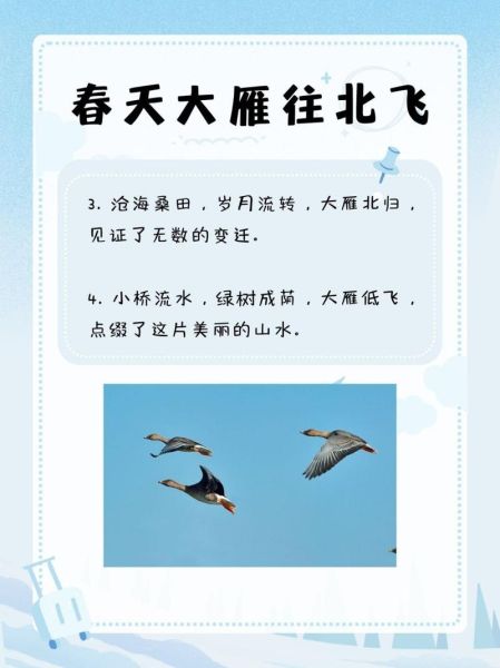 大雁什么飞_大雁飞行原理