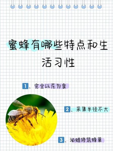 蜜蜂精神有哪些_如何学习蜜蜂精神