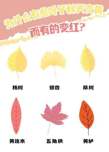 树叶为什么会变红_枫叶变红的原因