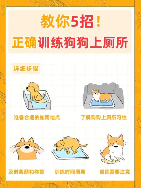 小狗狗怎么训练上厕所_小狗狗吃什么狗粮好