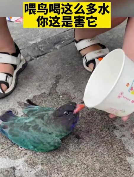 喂小鸟的正确方法_新手常见错误