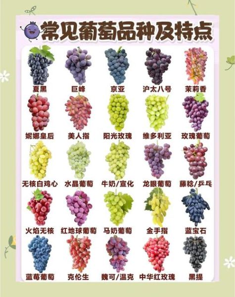 一串葡萄的营养价值_吃葡萄要不要吐葡萄皮