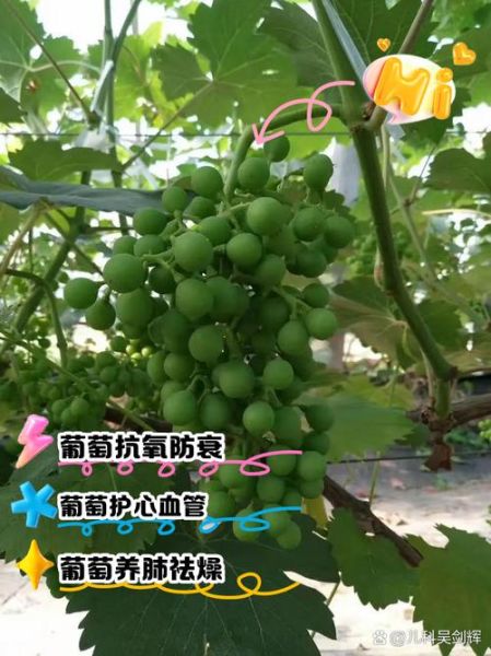 一串葡萄的营养价值_吃葡萄要不要吐葡萄皮