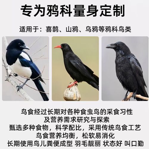 鸦1是什么_鸦1有什么含义